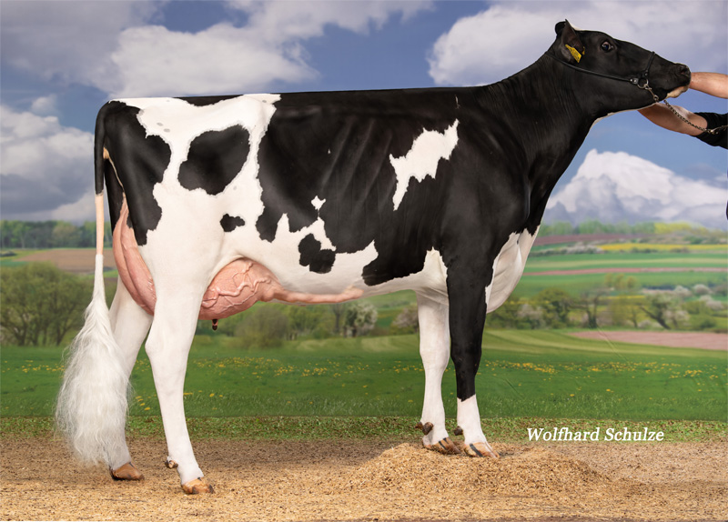 Nothing Toulouse GP-83