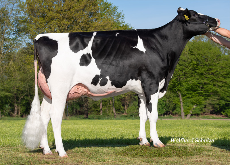 Js Besty VG-85 1.La Js Besty VG-85 1.La