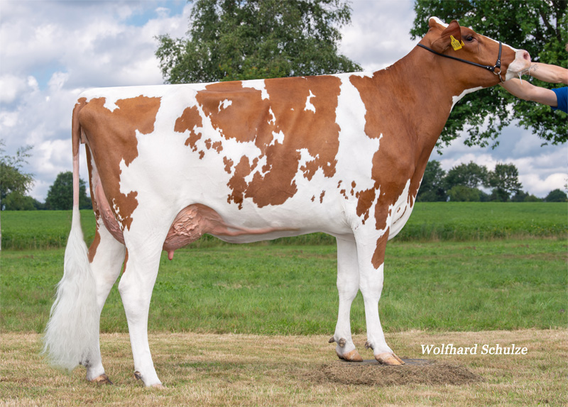 Lissy VG-85 1.La