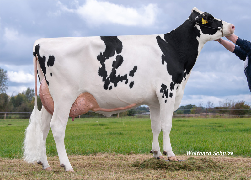 Dam: <br />JEH Just Amazing PP GP-84