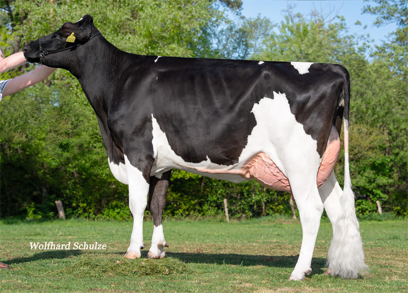 Dam: <br />HMO Kornblume VG-85