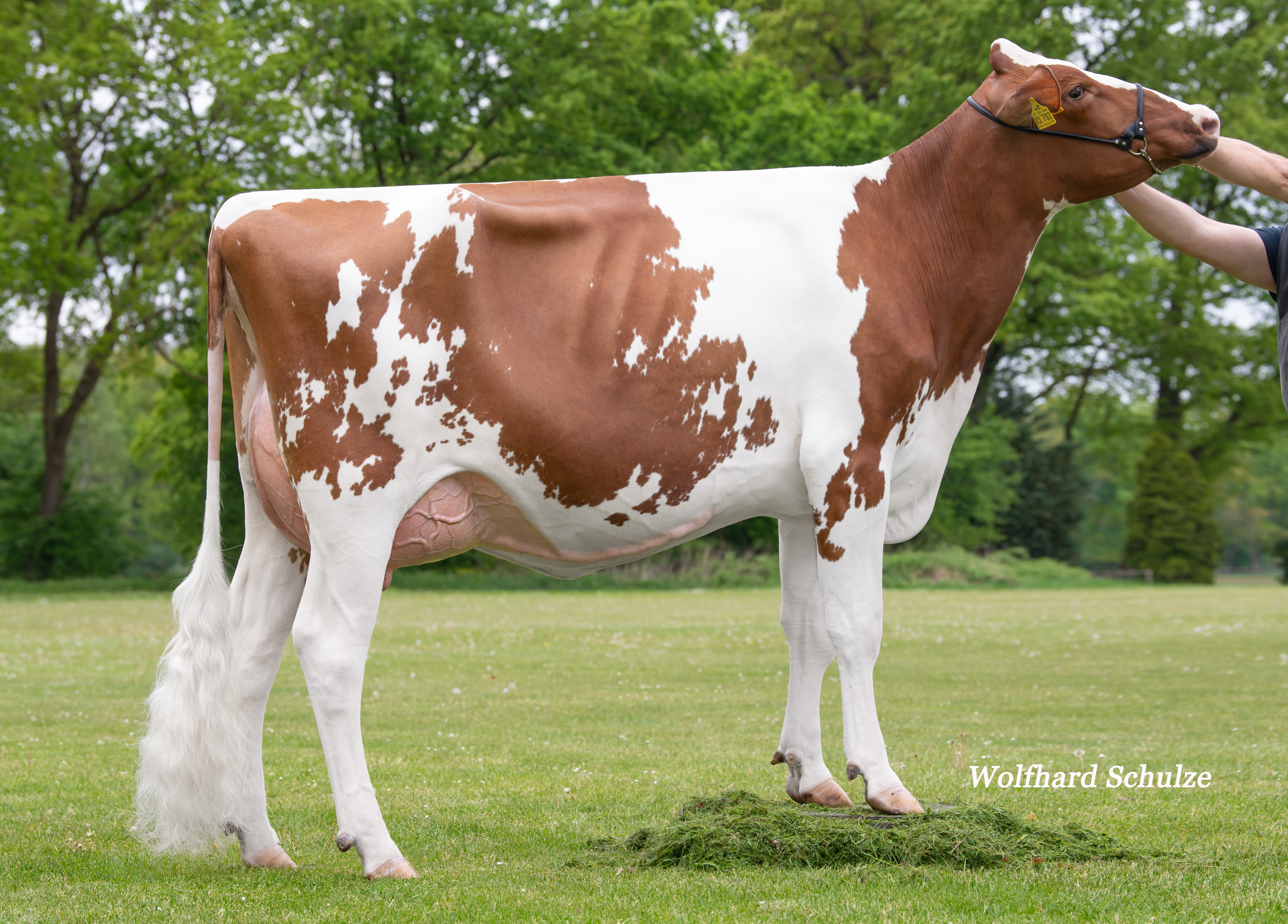 Riz Wolke VG-85 1.La Riz Wolke VG-85 1.La