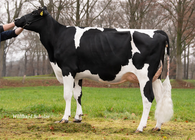 Dam: <br />Iceage GP-84