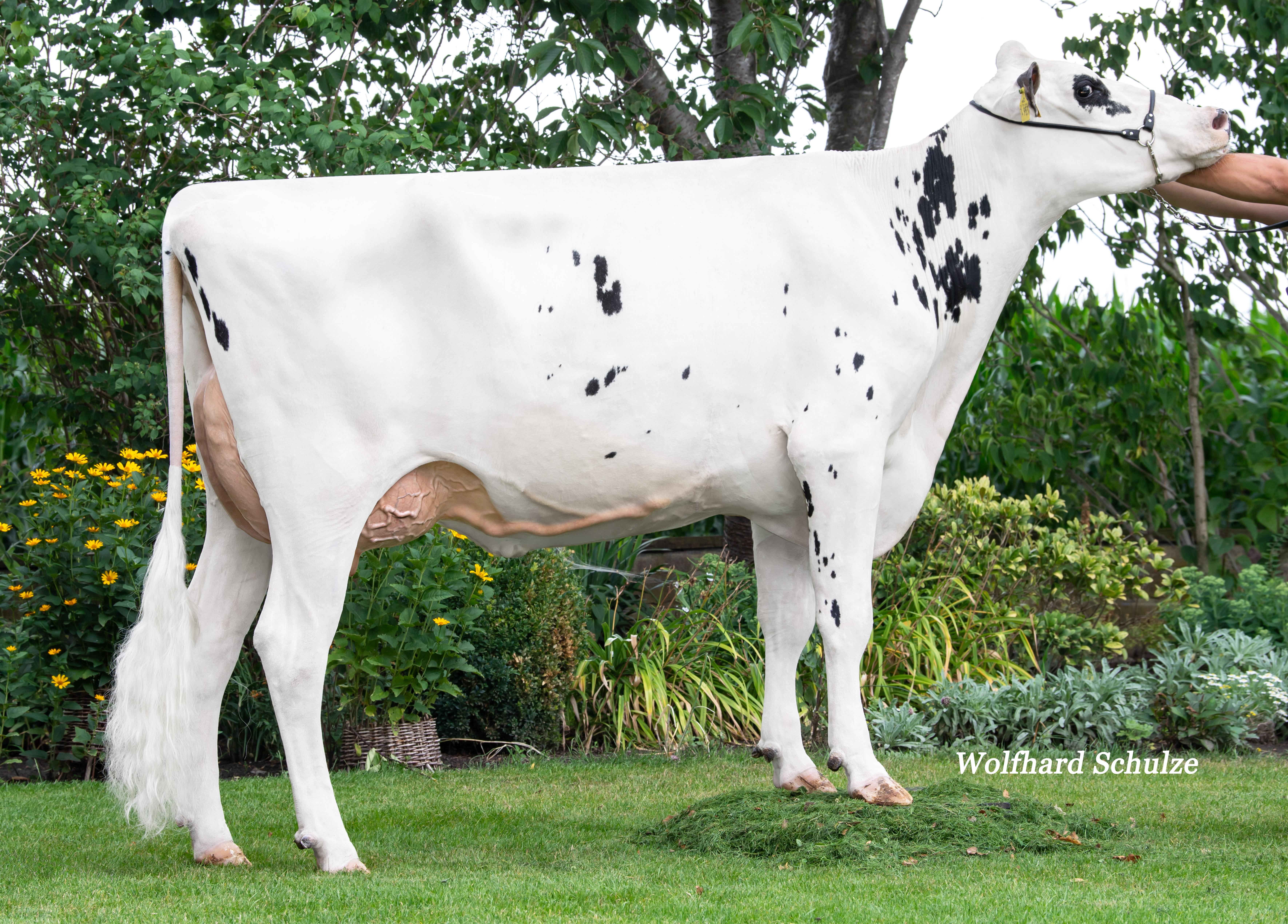 BWH Mali VG-85 1.La