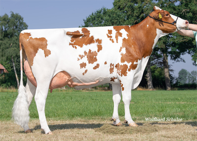 Dam: <br />Cuvera Red VG-88
