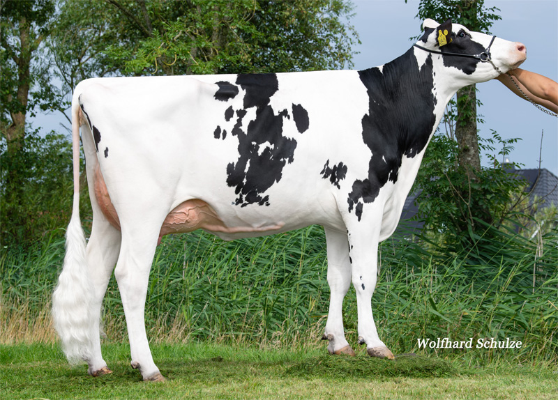 WMH Charny VG-85 1.La