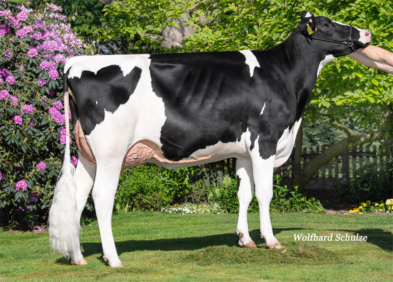 Happy Daisy VG-86 1.La Happy Daisy VG-86 1.La