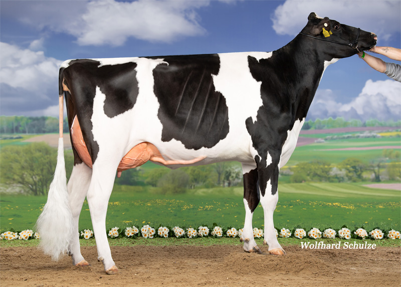 Backet VG-86 1.La