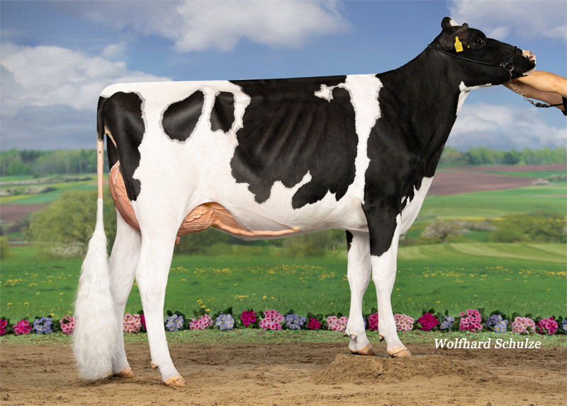 Reine VG-86 1.La Reine VG-86 1.La