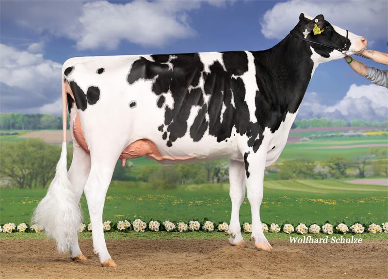 Wo Disco Pogo VG-85 1.La