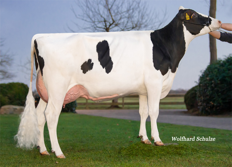 Dam: <br />DW Pamela P VG-85