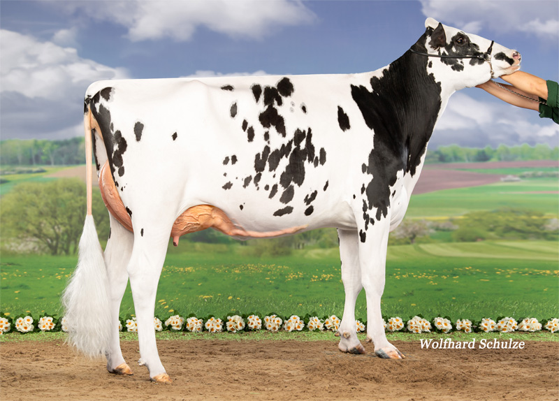 UEH Nika VG-85 1.La