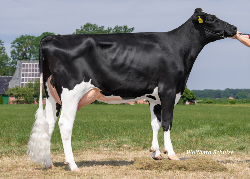 Monalisa VG-85 1.La