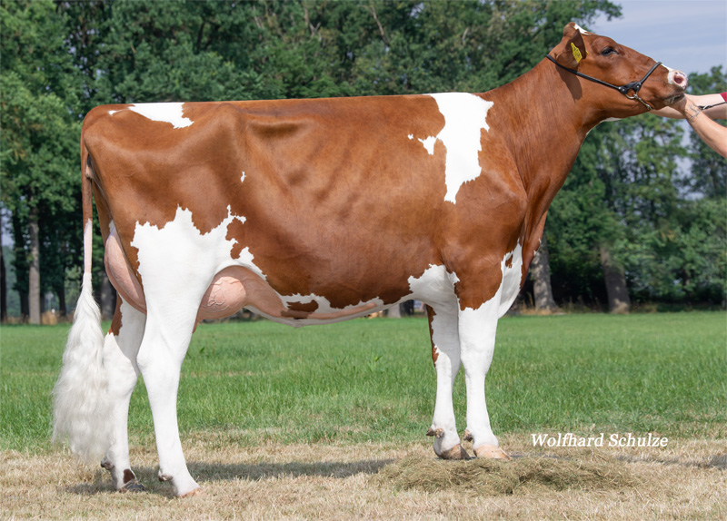 Bettina GP-84 1.La