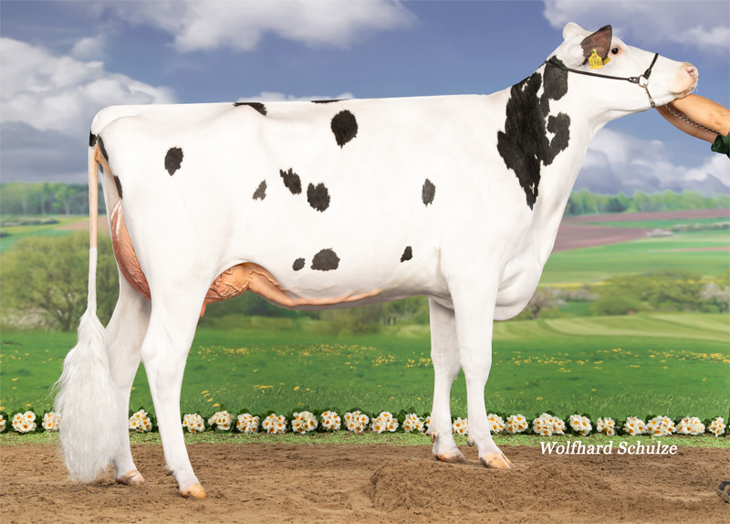 Emma VG-85 1.La
