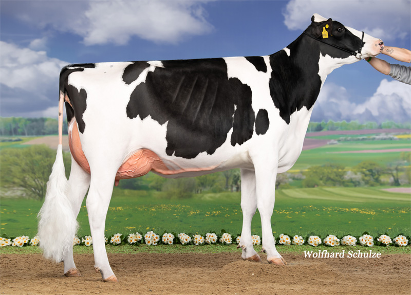 WMH Firestar VG-85 1.La