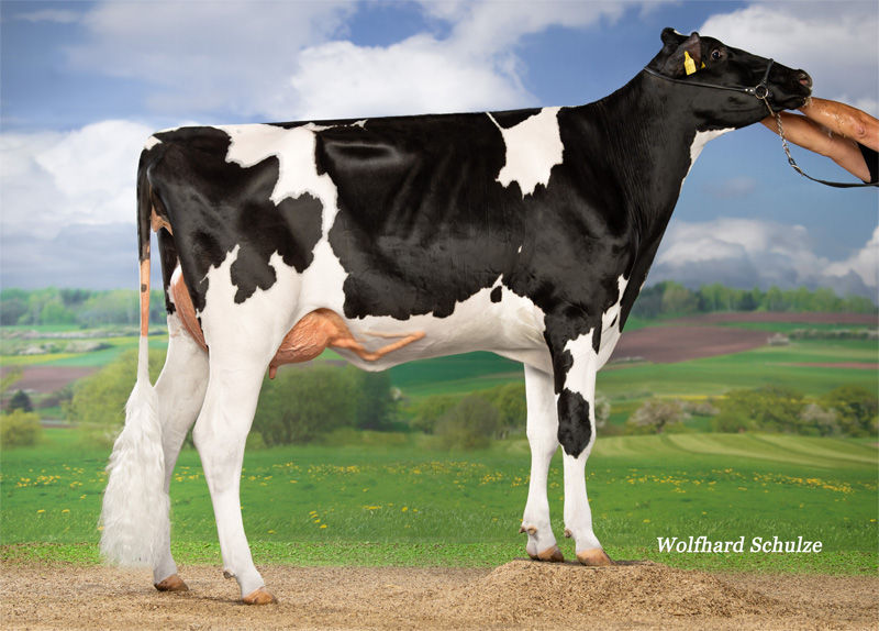 Fullsister: <br />Turbolayla 1.La