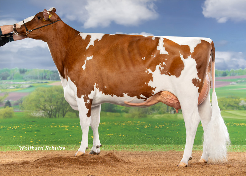 Dam: <br />Re-Shout VG-85