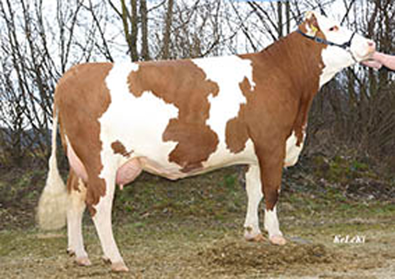 Dam: <br />Welinde 93-83-86-93