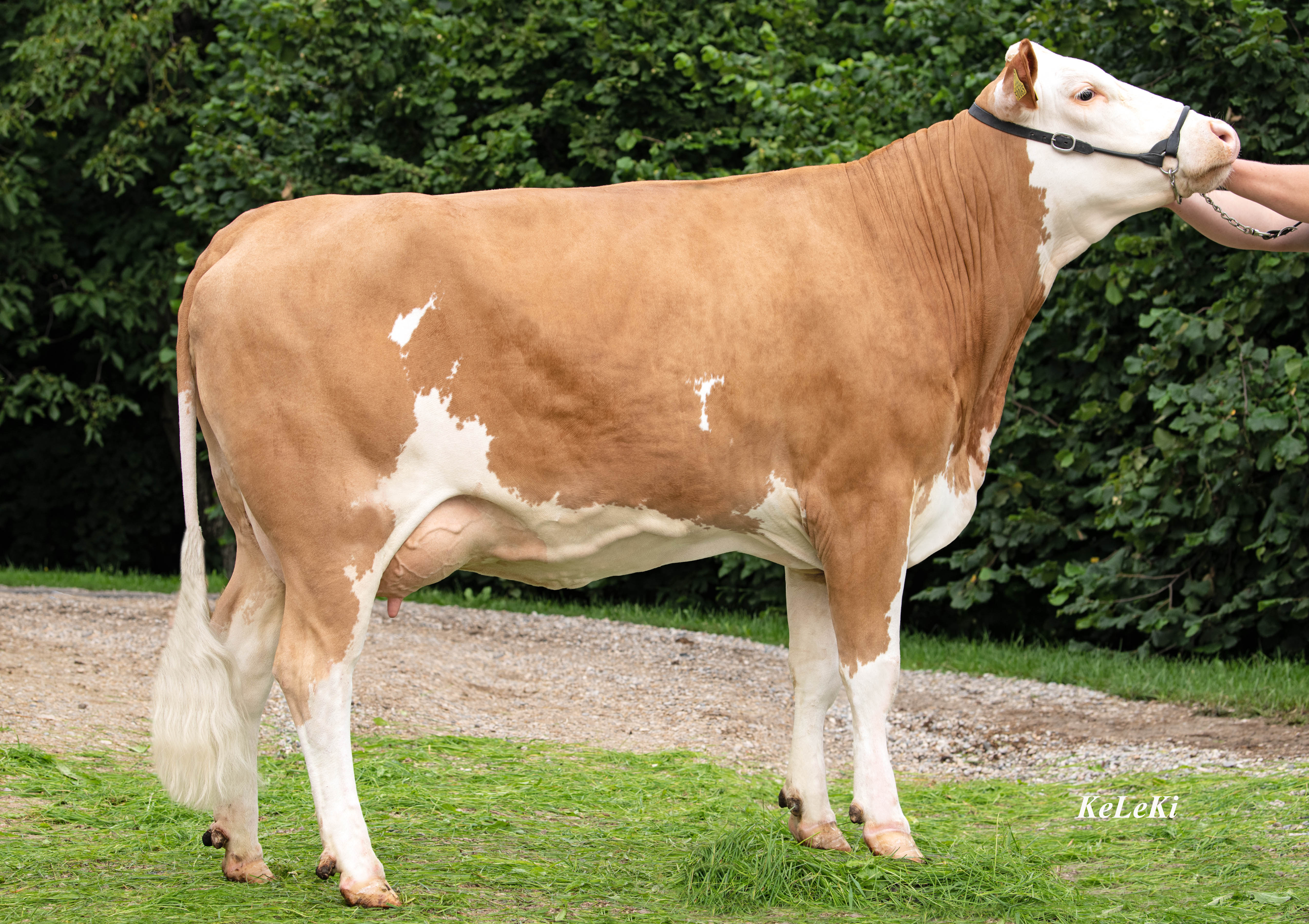 Granddam: <br />Lancia