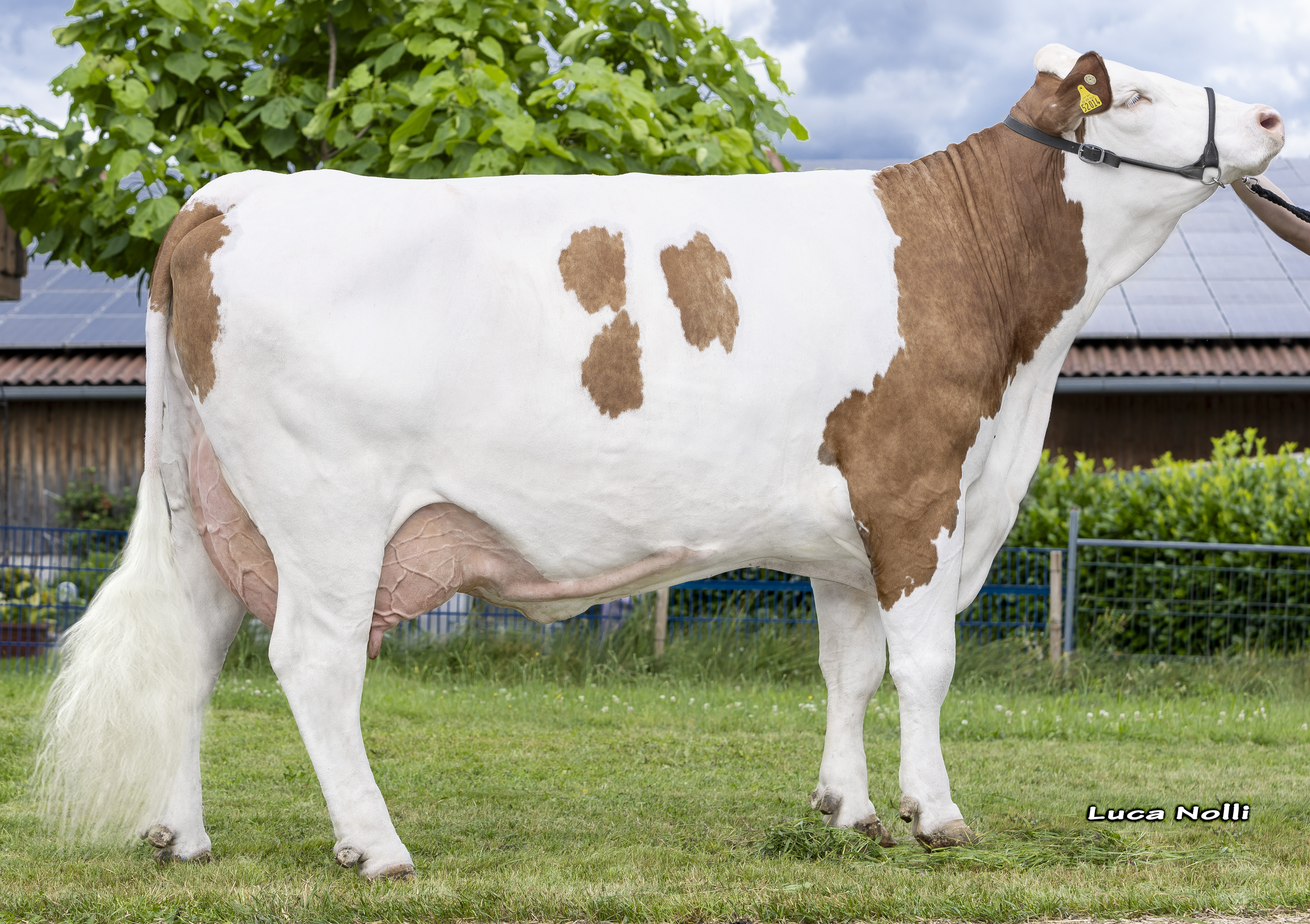 Granddam: <br />Bosse 4.La