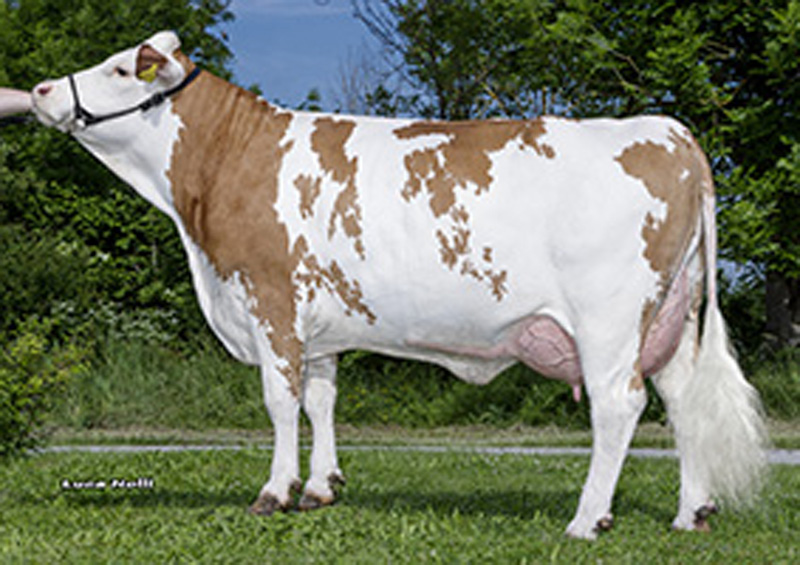 Daughter: <br />Galadri