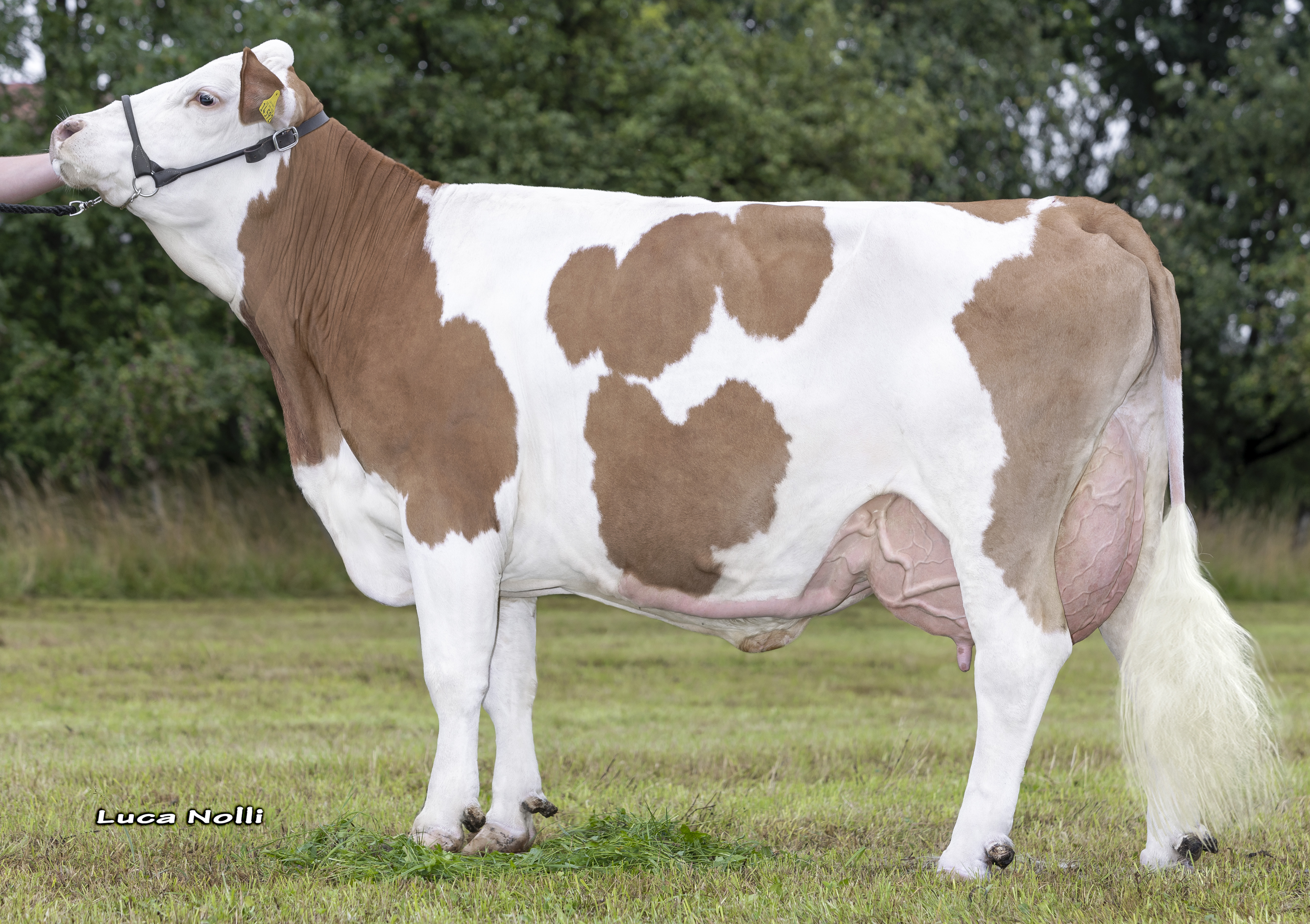 Granddam: <br />Alegra Pp 3.lac