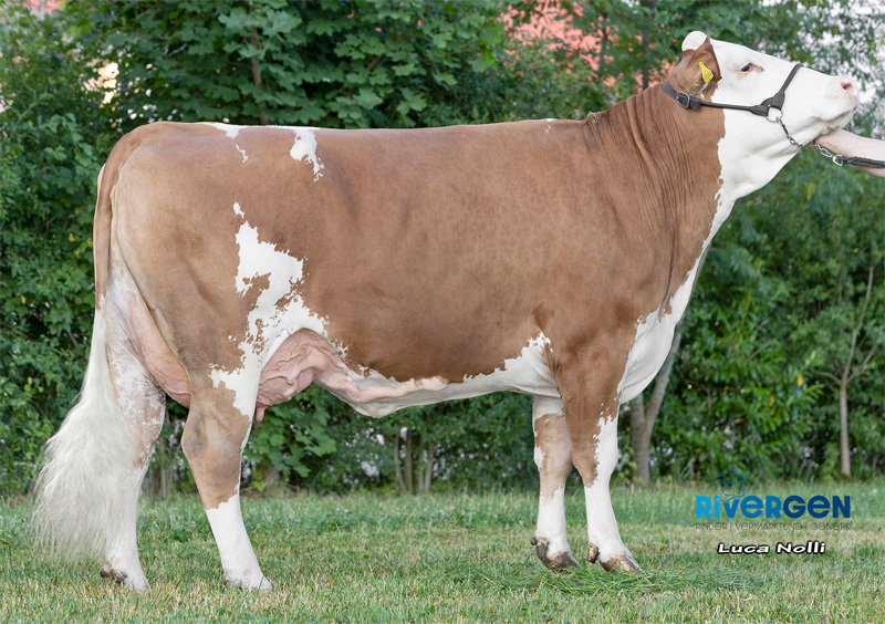 Dam: <br />Florina Pp