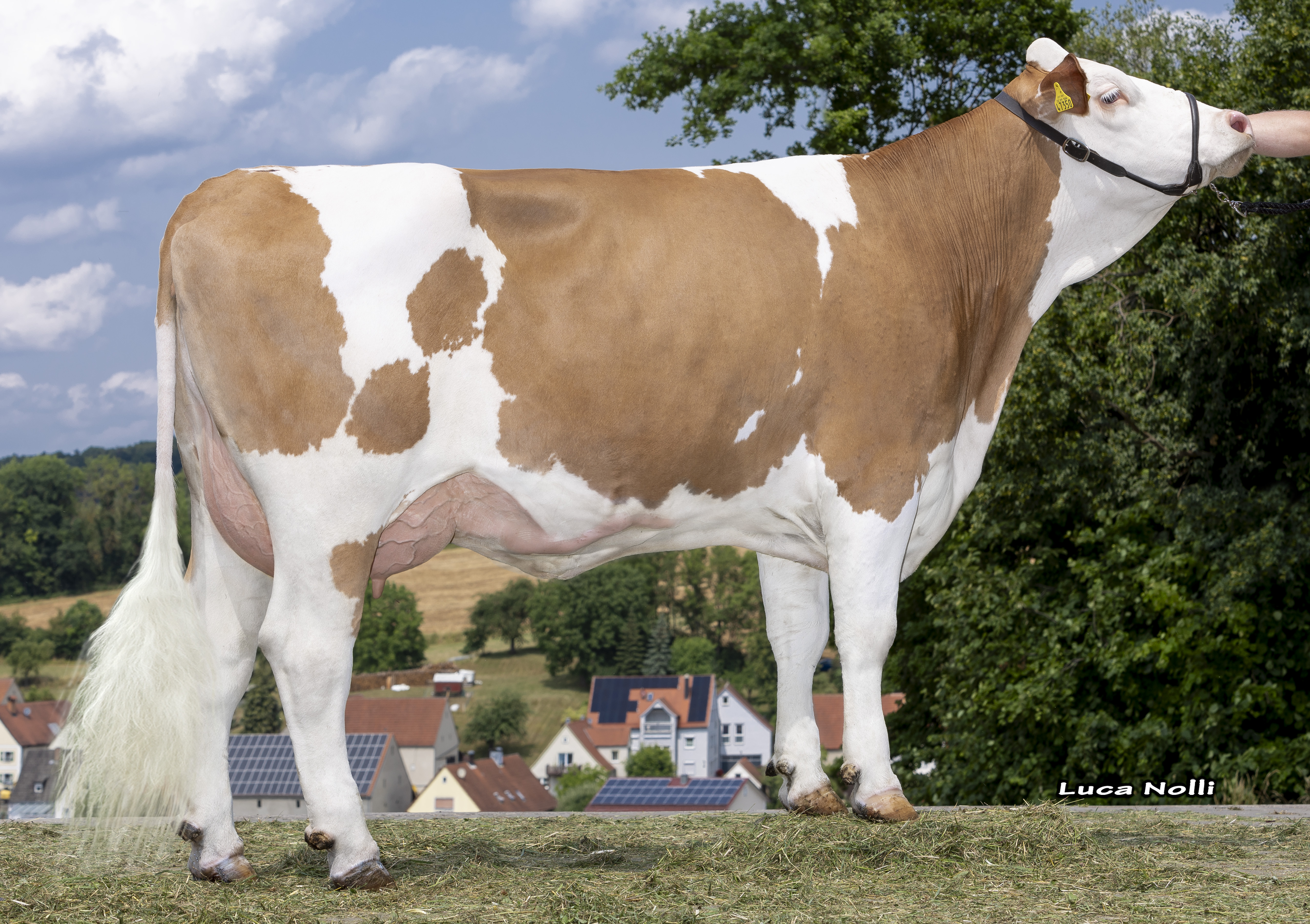 Granddam: <br />Edelperle 85-82-86-88