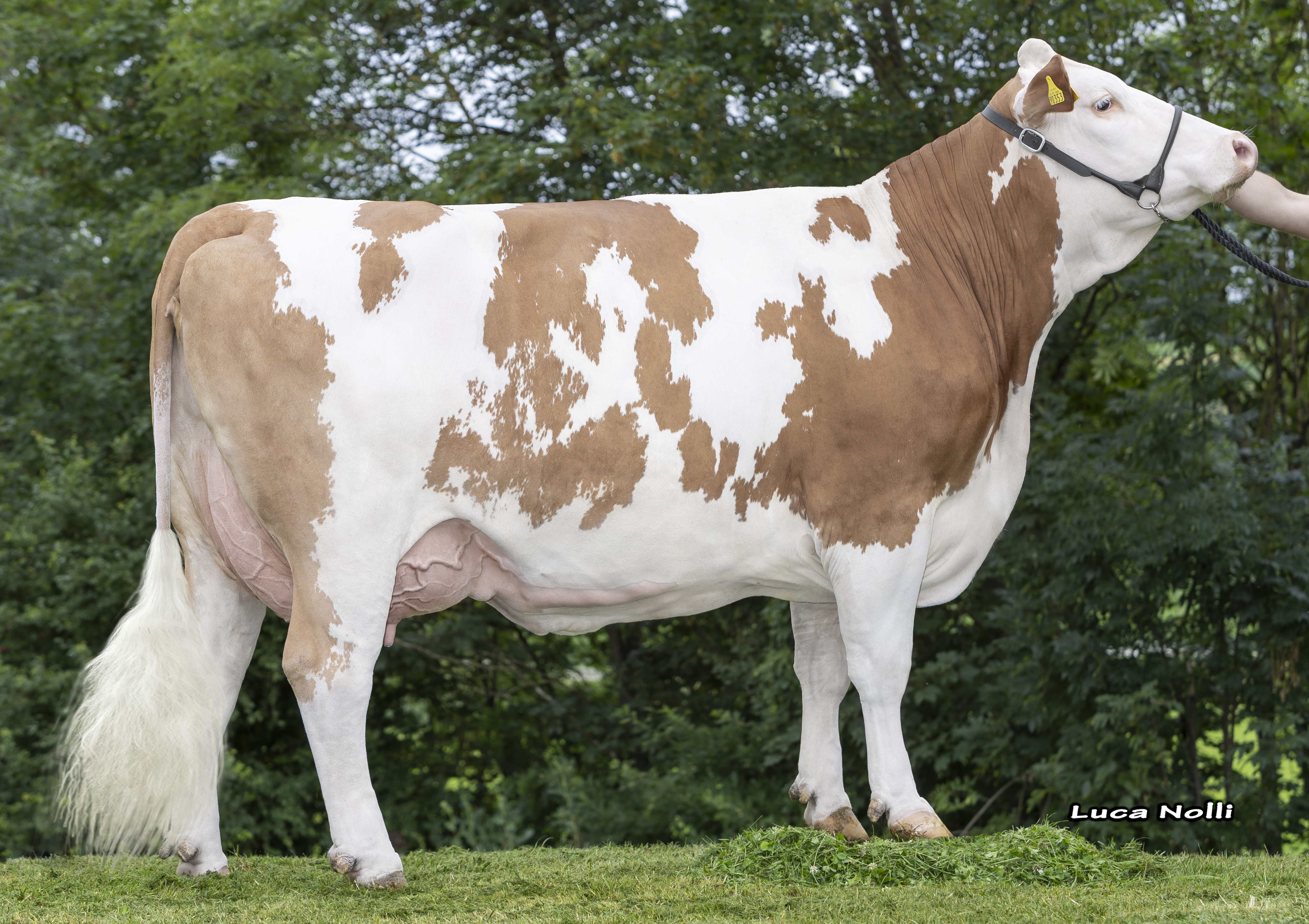 Dam: <br />Rolli 86-83-81-83