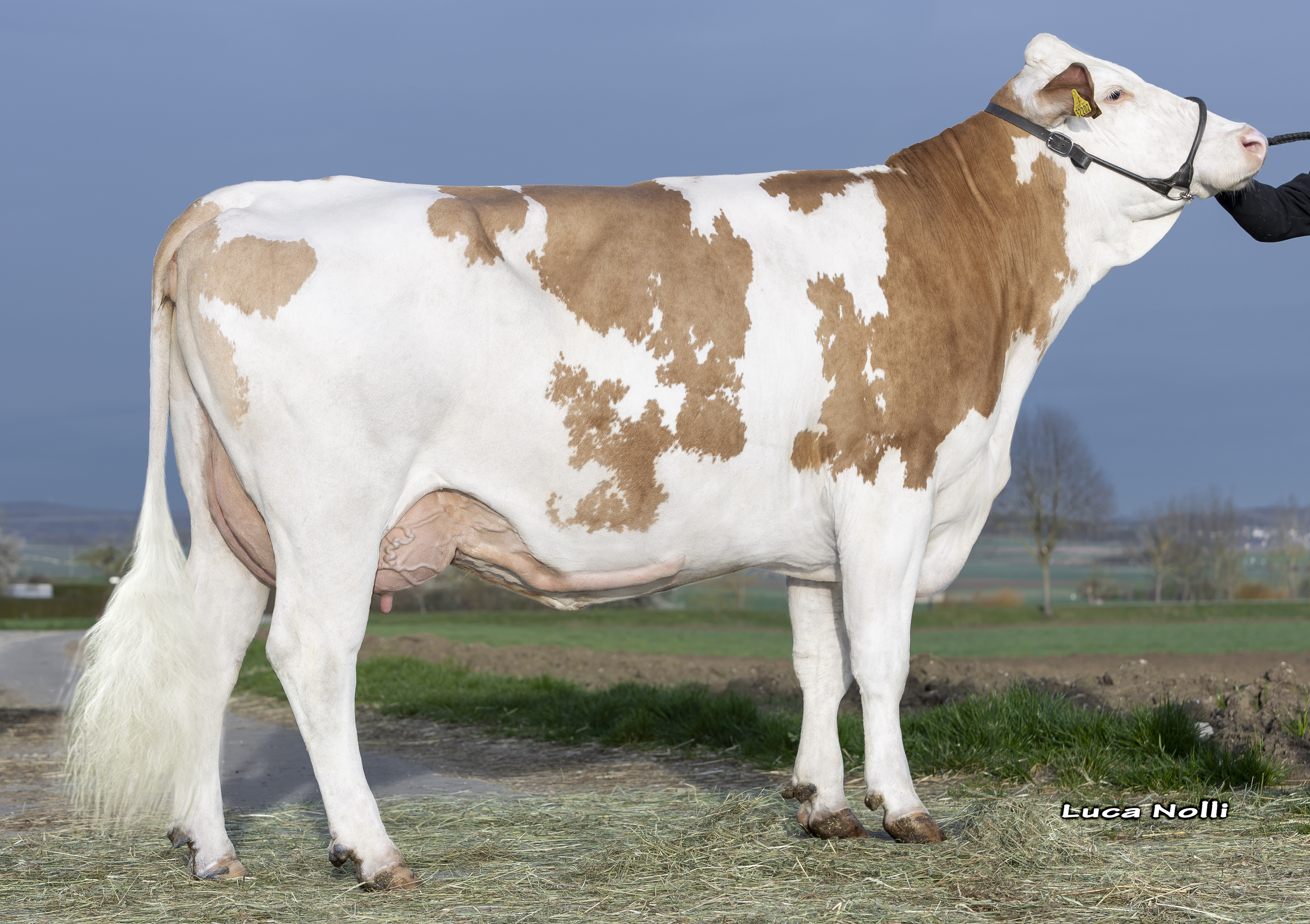 Fullsister of dam: <br />Germany