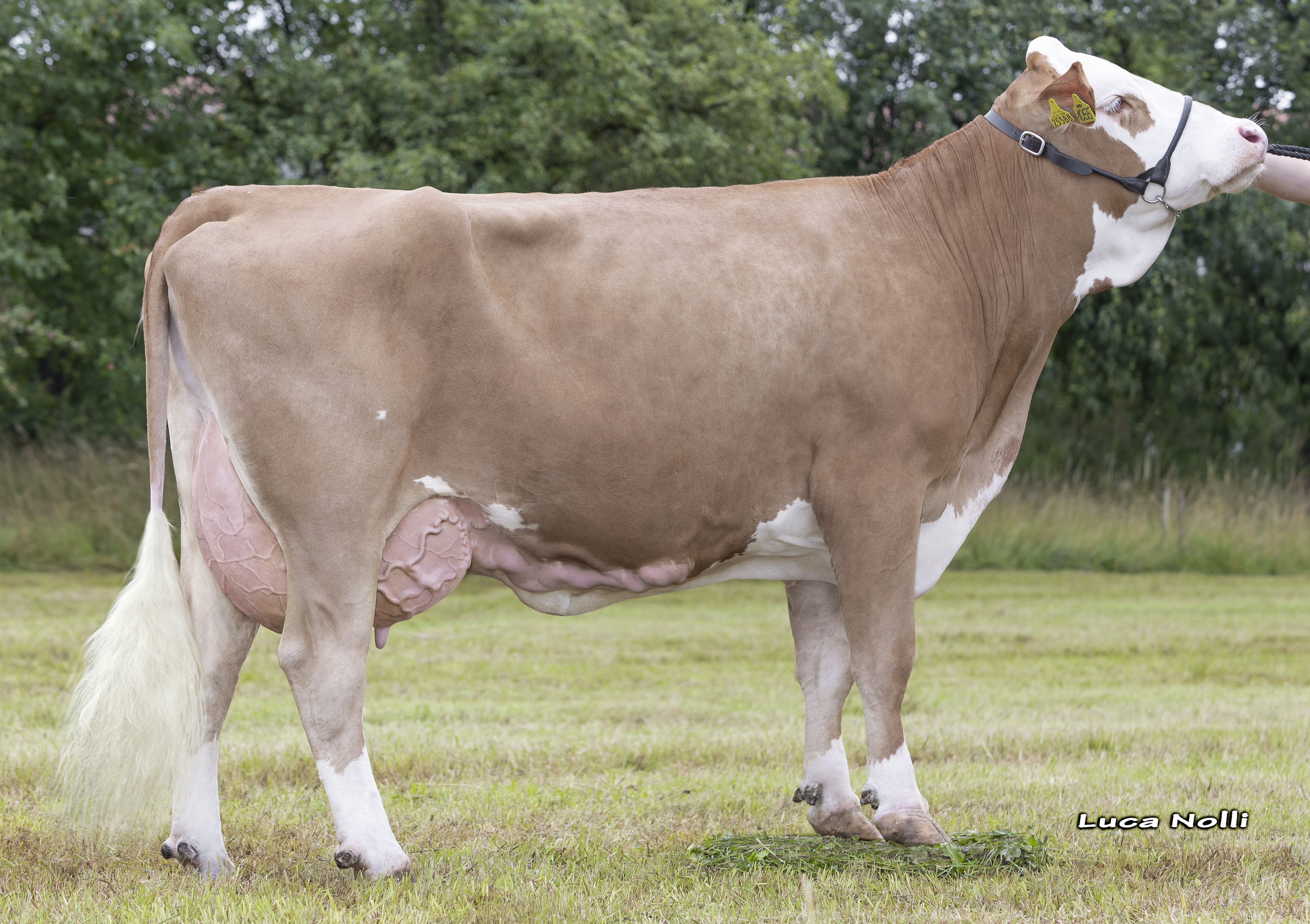 Fullsister to the dam: <br />Nelly 2. La Fullsister to the dam: <br />Nelly 2. La