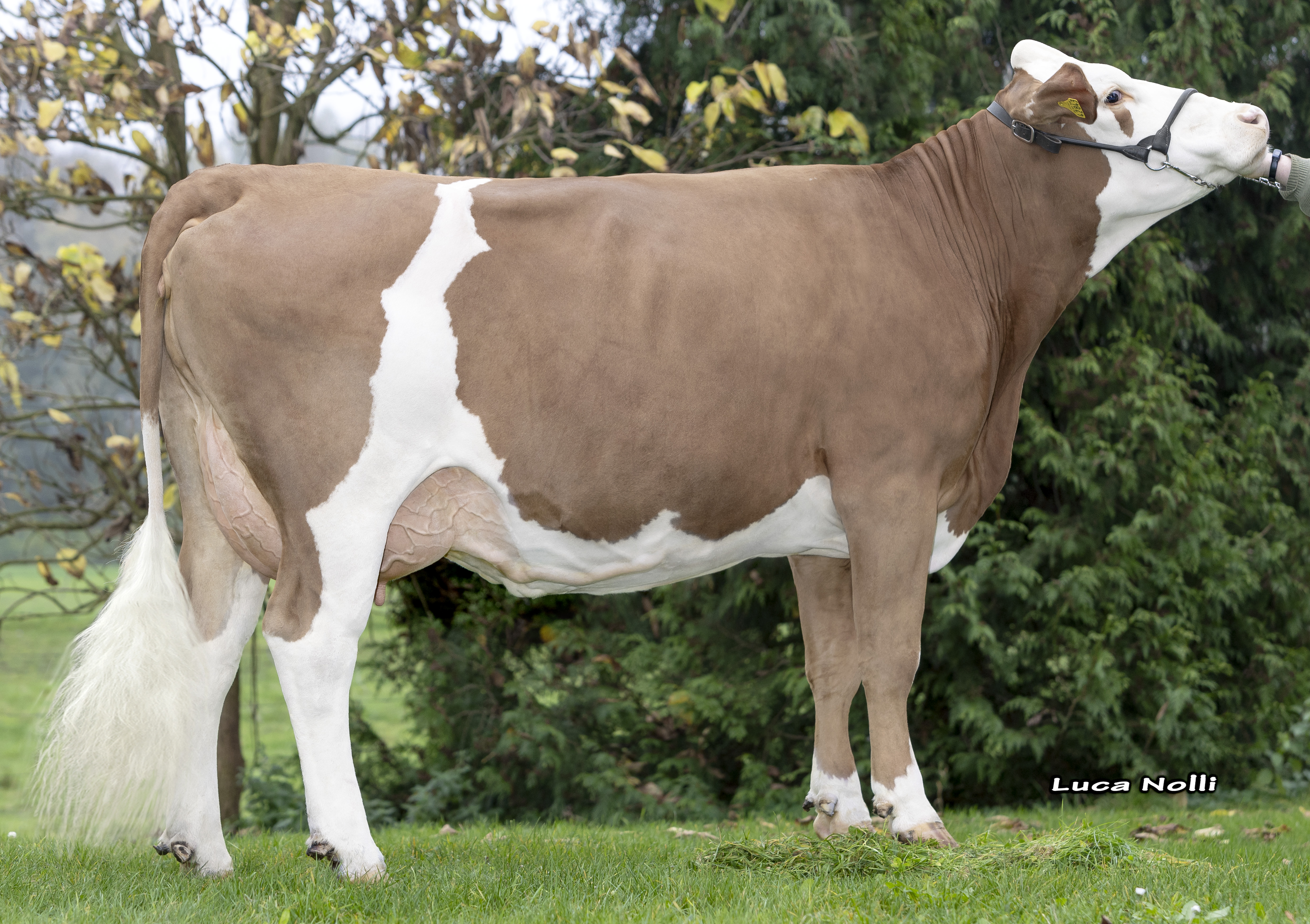 Dam: <br />Linda Pp 87-81-83-84