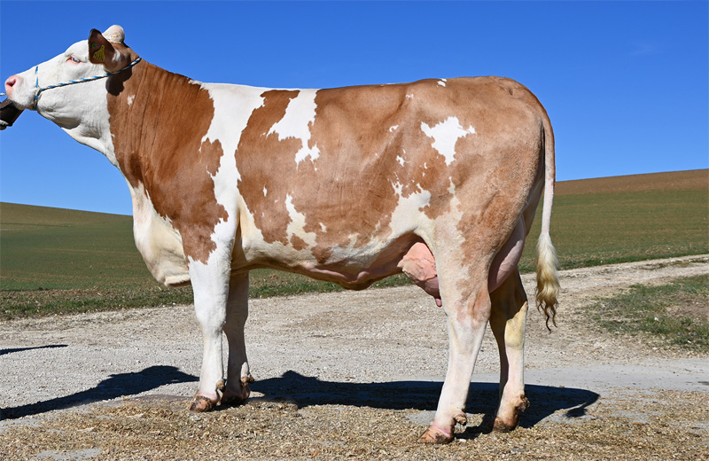 Daughter: <br />Realto