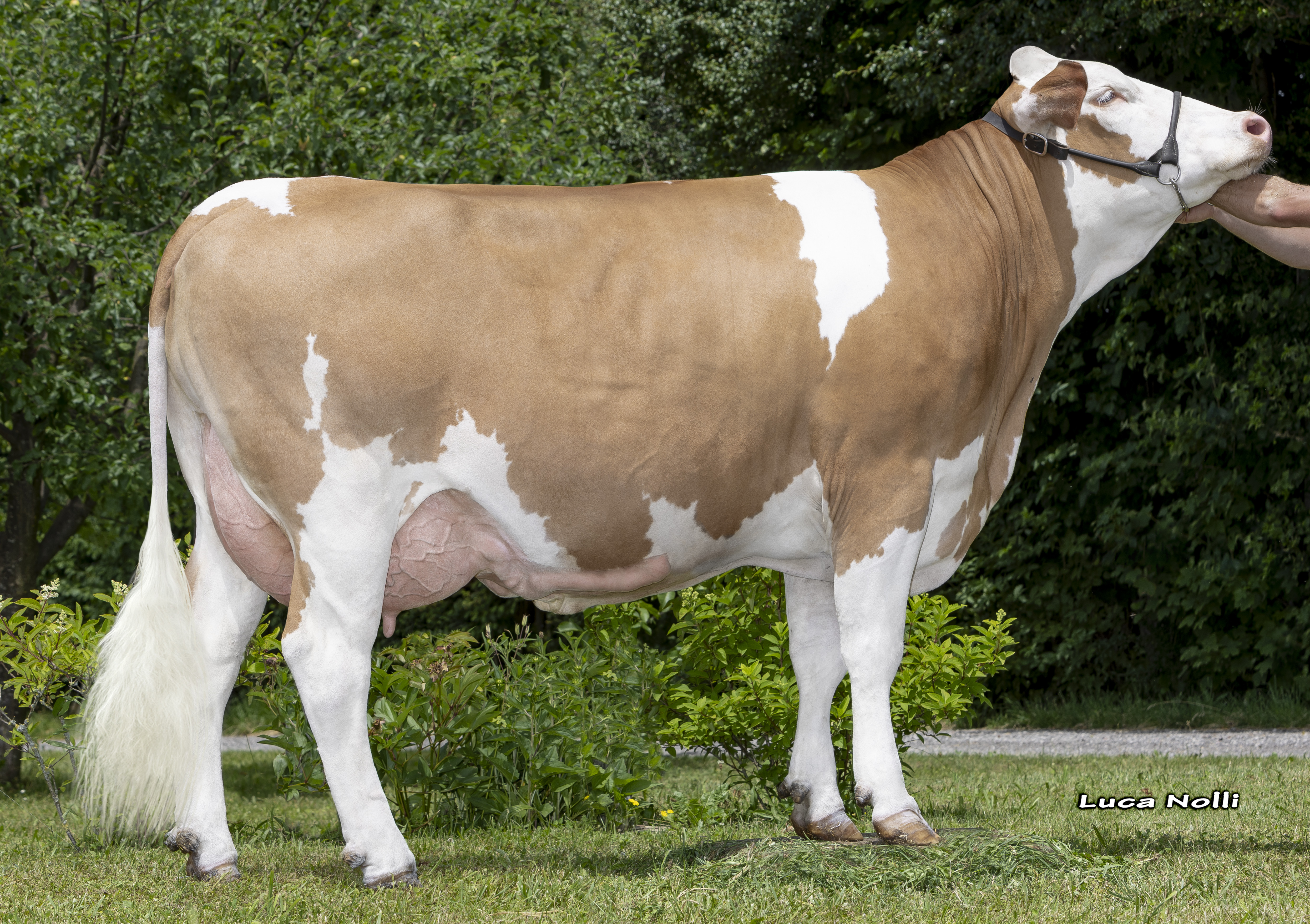 Dam: <br />Palinha Pp