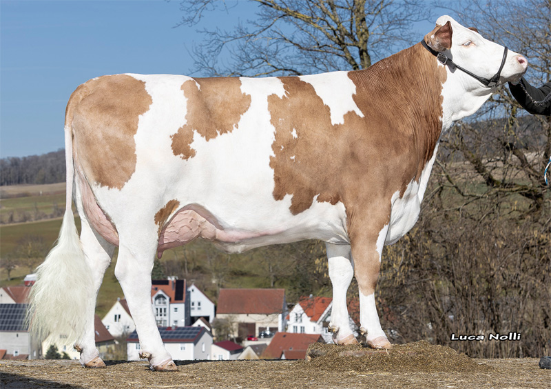 Daughter: <br />Edelweiss