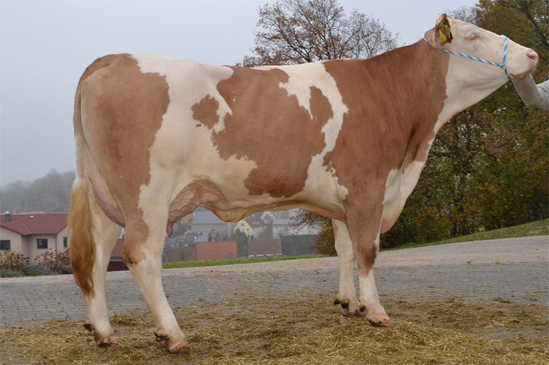 Dam: <br />Edelnice Pp