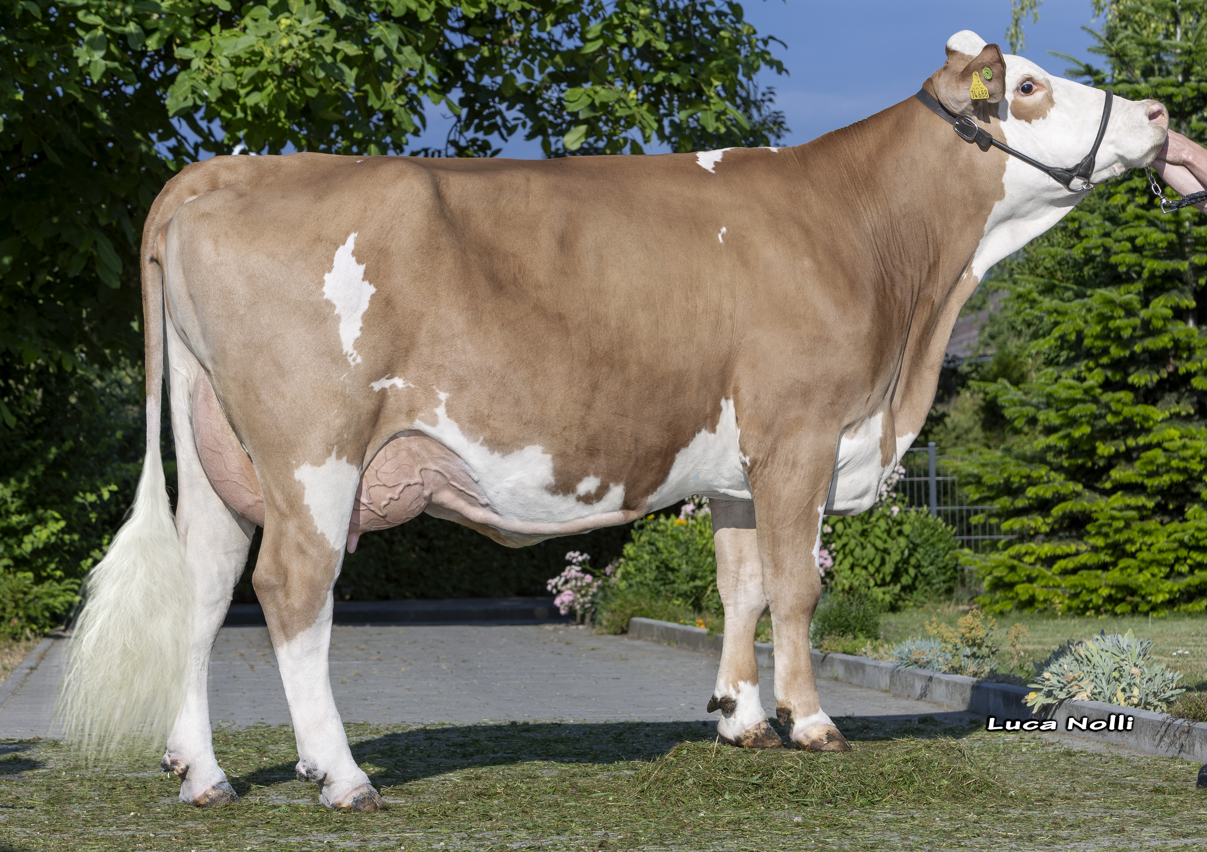 Daughter: <br />Gans