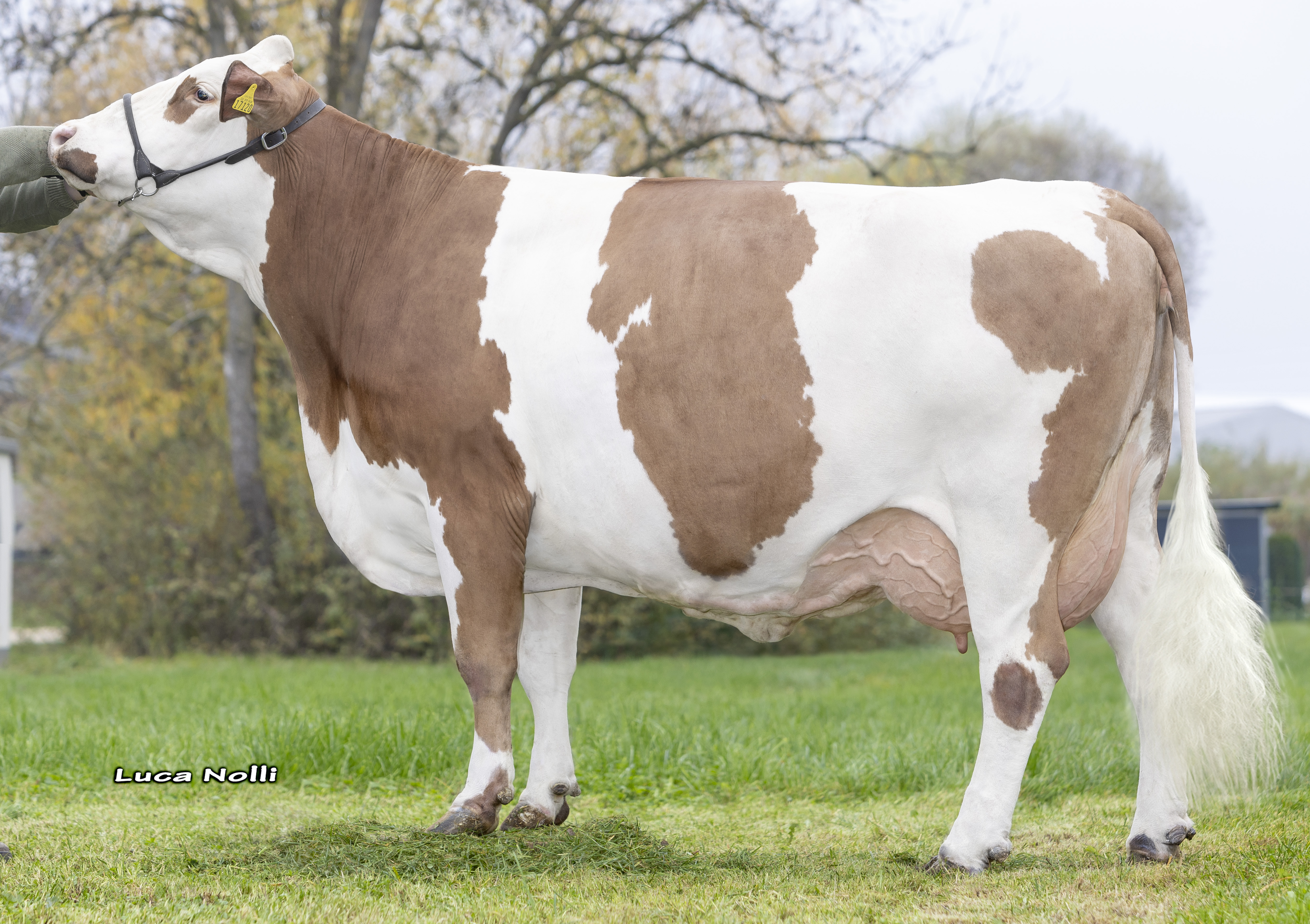 Dam: <br />Flora 84-80-80-85 2.lac