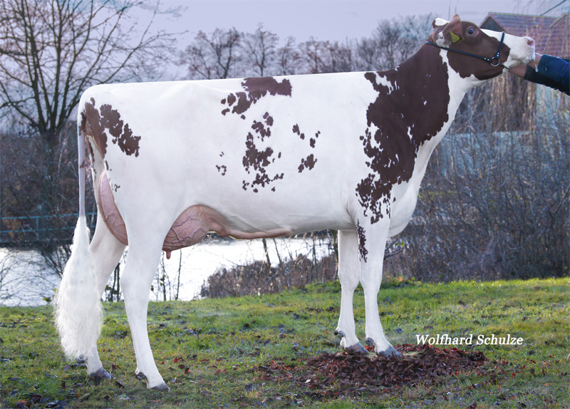 Granddam: <br />Tabea EX-91 Granddam: <br />Tabea EX-91