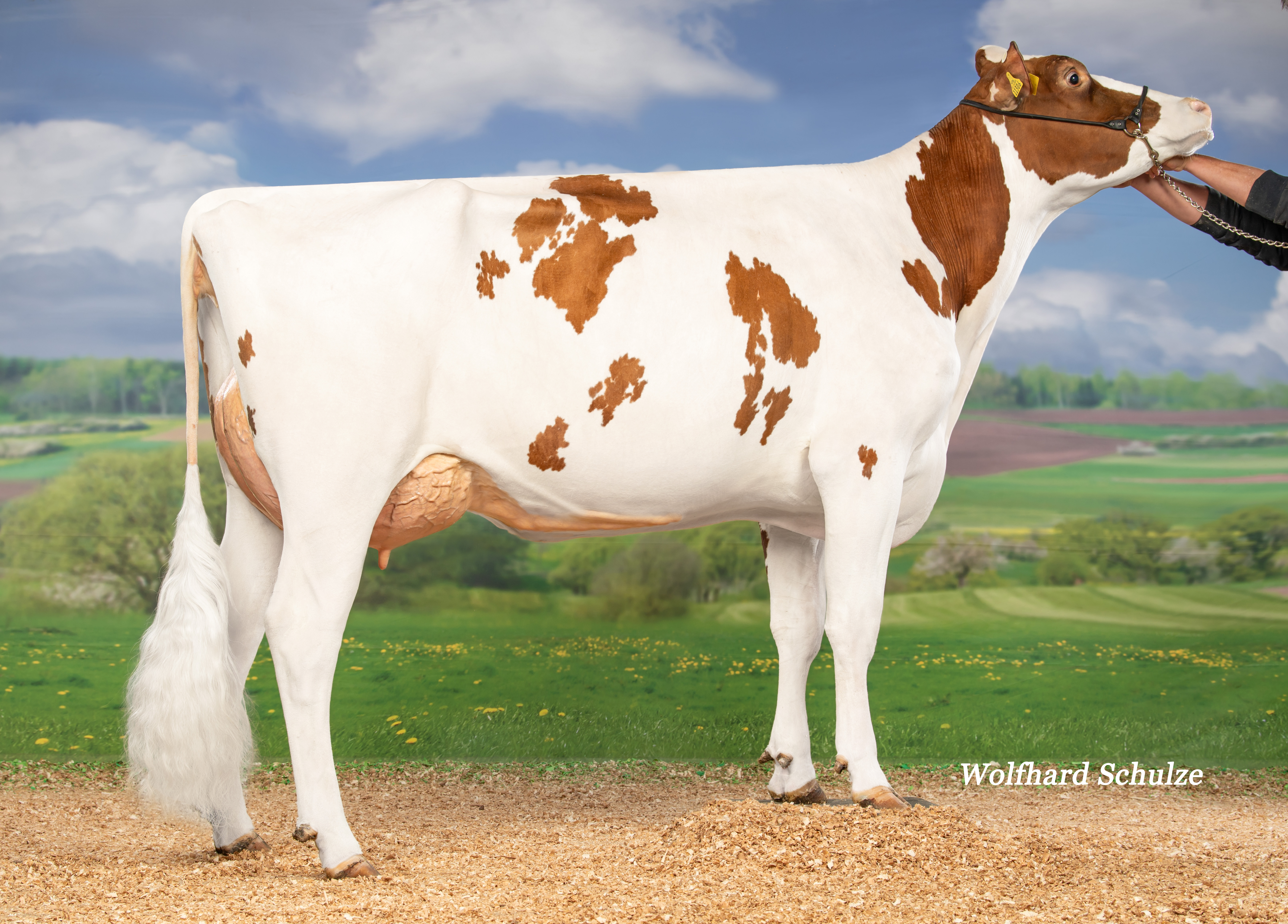 Vox Shadow VG-86 Vox Shadow VG-86