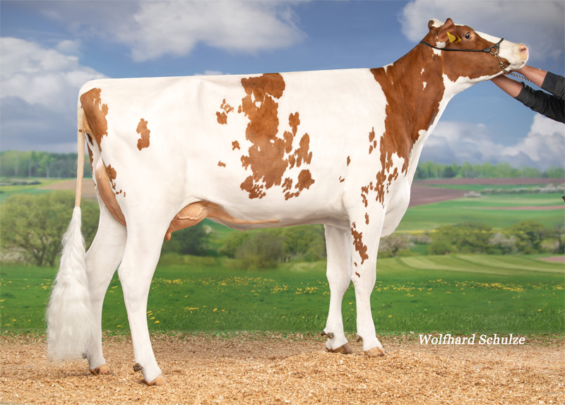 Dam: <br />Vox Traum VG-85 Dam: <br />Vox Traum VG-85