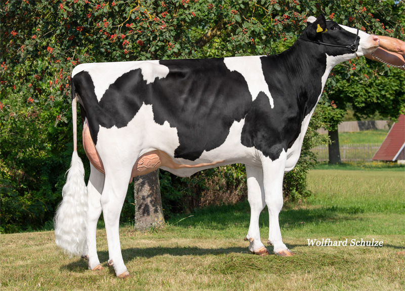Fullsister: <br />Vox Anouk VG-86 1.La