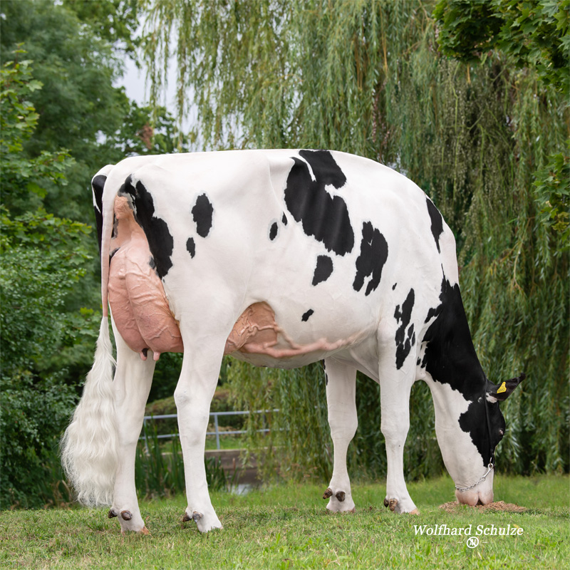 Fullsister: <br />Vox Thalia VG-85