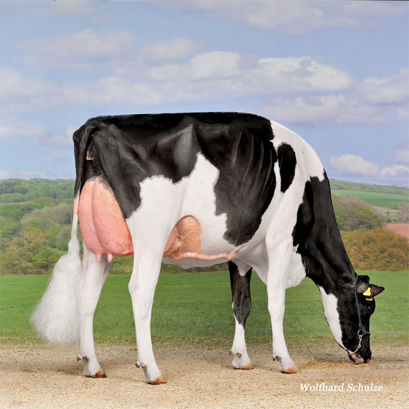 Dam: <br />DH Gold Chip Darling EX-96