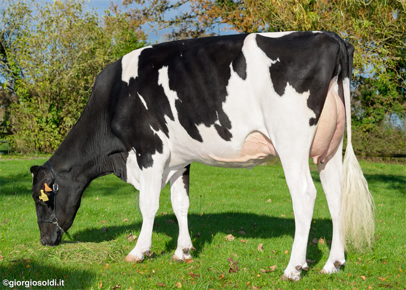 Granddam: <br />Sirene