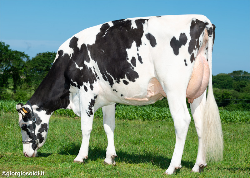 Great Granddam: <br />Odica