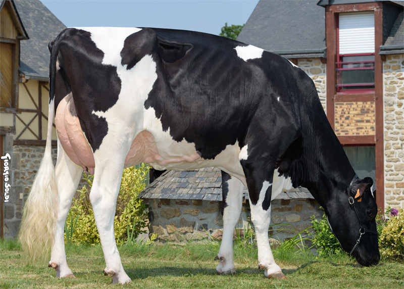 Granddam: <br />Ruse