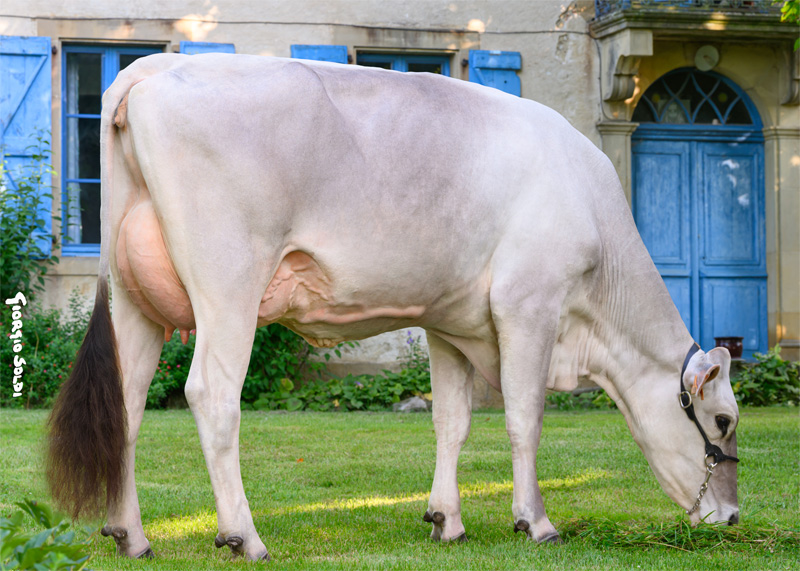 Dam: <br />Tactique VG-85