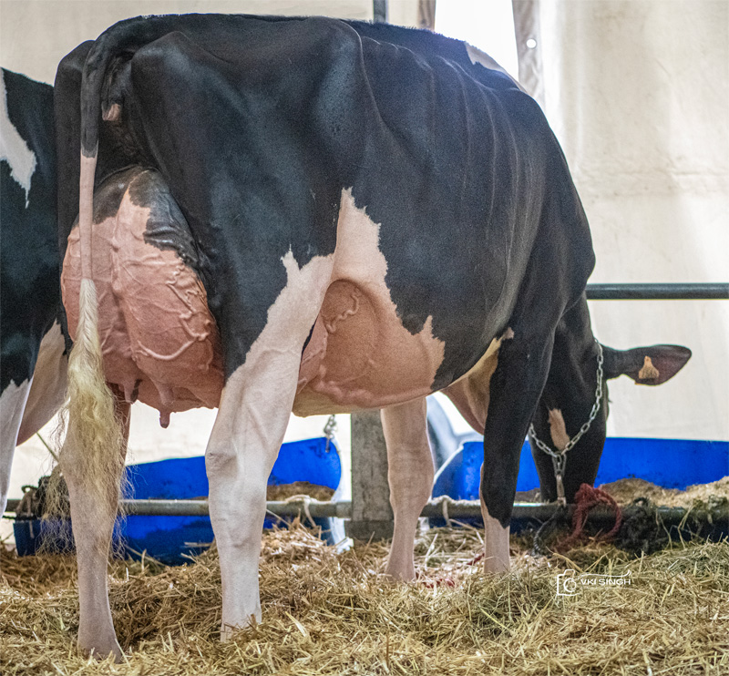 Cavitella Lally VG-89 2.La Cavitella Lally VG-89 2.La
